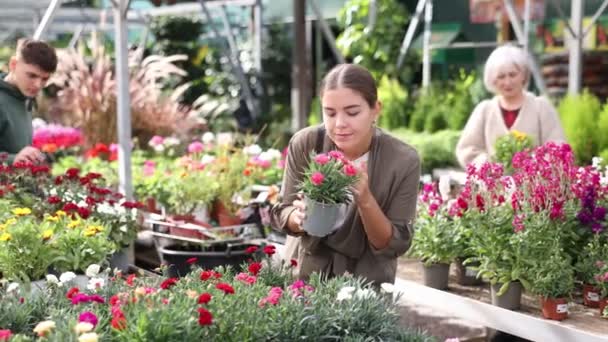 在花卉超级市场上 年轻的景观设计师少女观想并审视当季流行的菊花植物 可供批发和零售购买 — 图库视频影像