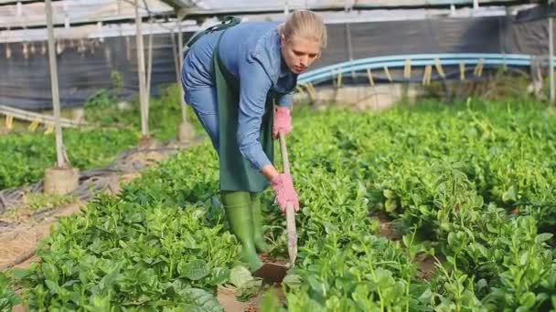 Femme Jardinier Dans Tablier Travaillant Avec Les Épinards Malabar Dans — Video