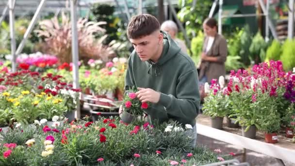 Trhu Květin Mega Mladý Chlap Krajinář Pohled Zvažuje Zkoumá Dianthus — Stock video