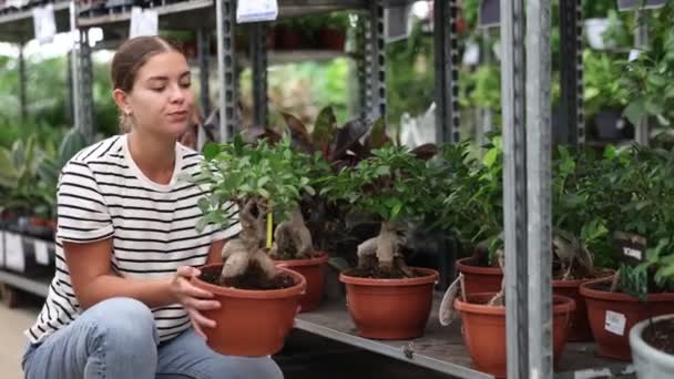 Lány Ügyfél Figyelő Kíváncsian Vizsgálja Kirakat Kiállítás Beltéri Örökzöldek Ficus — Stock videók