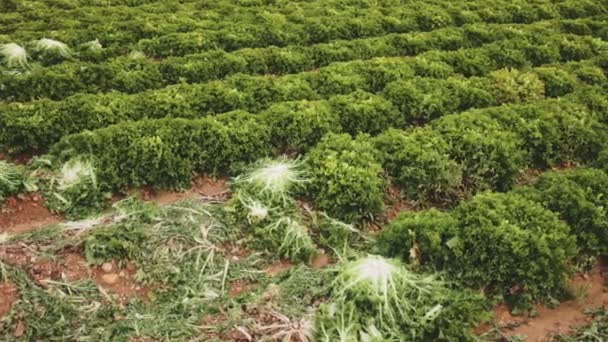 Primer Plano Plantación Lechuga Verde Granja Verduras Orgánicas Tiempo Cosecha — Vídeo de stock