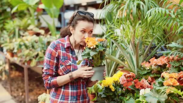 在购买之前 女人在花市上检查秋海棠的黄色花朵 高质量的4K镜头 — 图库视频影像