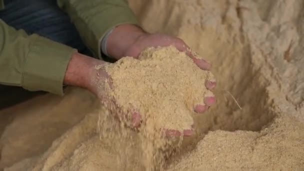 Closeup Handful Maize Meal Hands Male Farm Worker Concept Energy — Stock Video