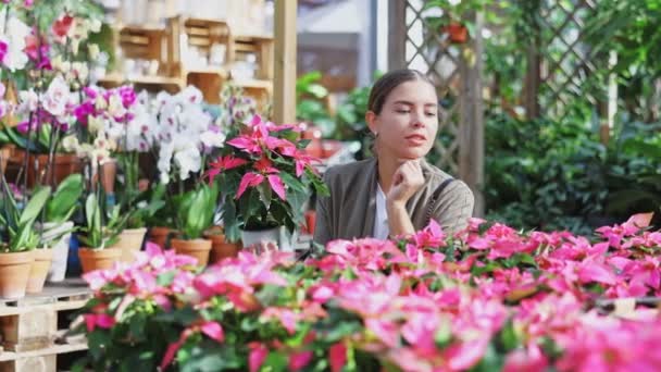 Girl Inspects Pot Houseplant Poinsettia Store Amateur Gardeners Buyer Reads — Stock Video
