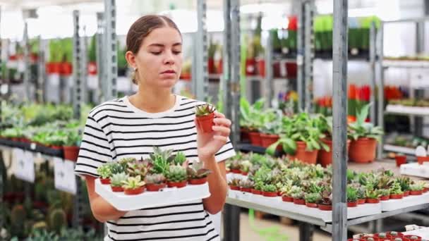 Shelf Indoor Flowers Girl Chooses Healthy Young Plant Succulent Grow — Stockvideo