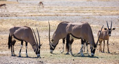 Herd of South African oryxes peacefully eating grass in arid desert pasture. Wild animals in natural environment .. clipart