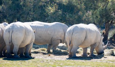 Small group of adult white rhinoceros grazing in glade on sunny day. African wild animals clipart