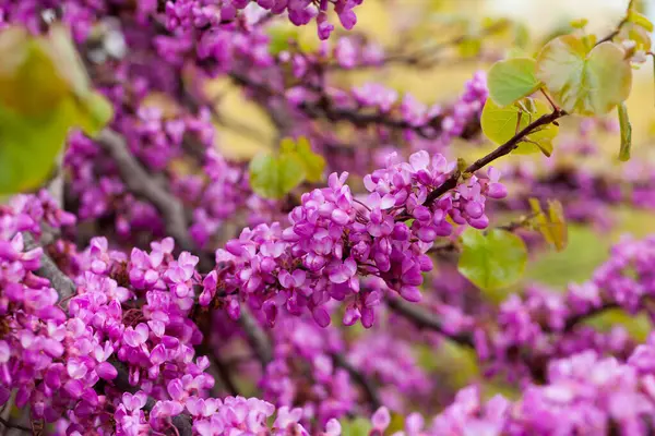 Stock image Lush blooming Cercis tree with pinkish-red flowers on leafless branches