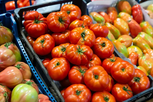 stock image Different varieties of ripe tomatoes offered for sale on counter of local vegetable market