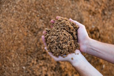 Male hands holding handful of beer bagasse on background of large pile. Organic waste used as livestock feedstuff clipart