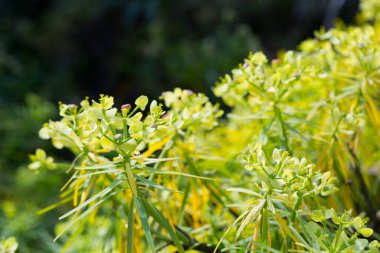 Leaves of Tabaiba salvaje Euphorbia regis-jubae closeup. Canary Islands clipart