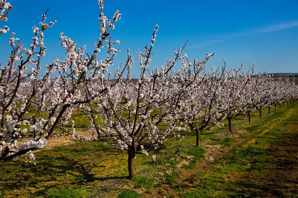 stock image View of blossoming young apricot orchard in springtime