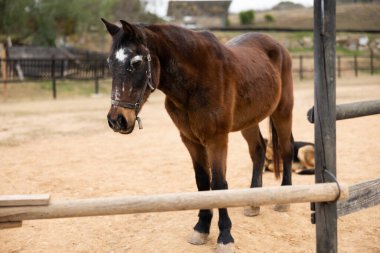 Horse waiting for horseman in farm clipart