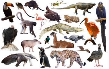 Set of South American animals. Isolated over white background clipart