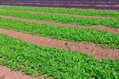 Closeup of green organic arugula on large plantation in sunny day clipart