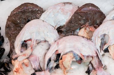 In shop window, whole raw anglerfish are presented on ice cushion. Several raw fish of frogfish variety with white meat are in refrigerator window, wide range of fish stores clipart