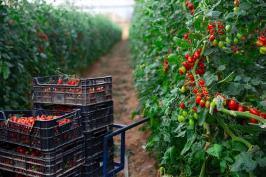 Red ripening tomatoes on bushes and picked in plastic boxes in industrial greenhouse clipart