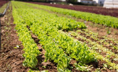 Rows of harvest of green lettuce on the farm field clipart