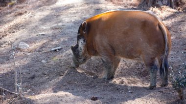 Adult male red river hogs with distinct bony facial protuberances walking on forest glade on sunny day. African wild animals .. clipart