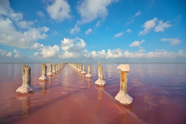 海盐湖在白天排成一排 树柱排成一排 独特的自然组成 — 图库照片