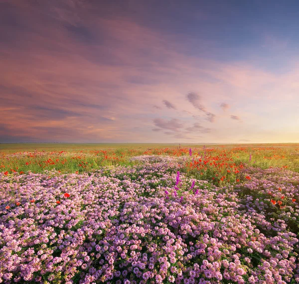 stock image Spring flowers  in meadow. Beautiful landscapes.