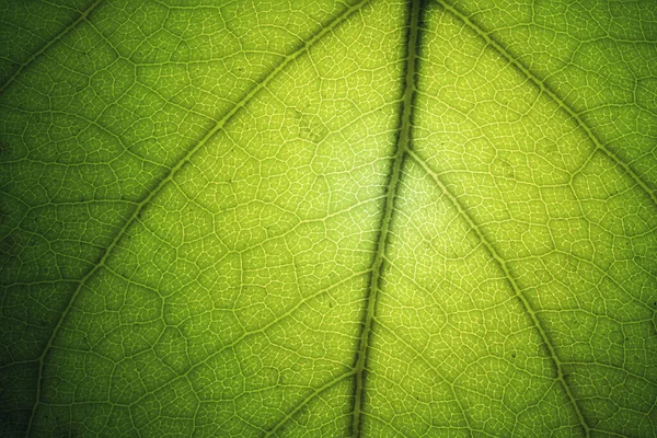 緑色の葉のテクスチャのマクロ 自然の背景 — ストック写真