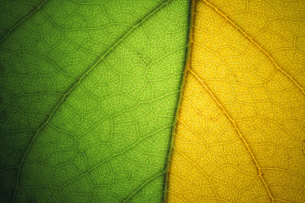 葉のマクロ デザインの要素です 浅い被写し界深度 — ストック写真