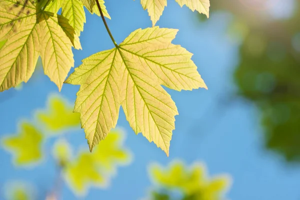 Groene Lente Blad Van Maple Tree Mooie Bokeh Achtergrond Samenstelling — Stockfoto