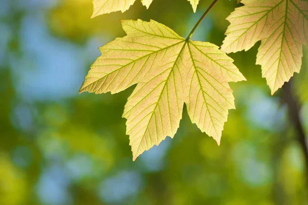 カエデの木と美しいボケの背景の緑の春の葉 自然の組成 — ストック写真