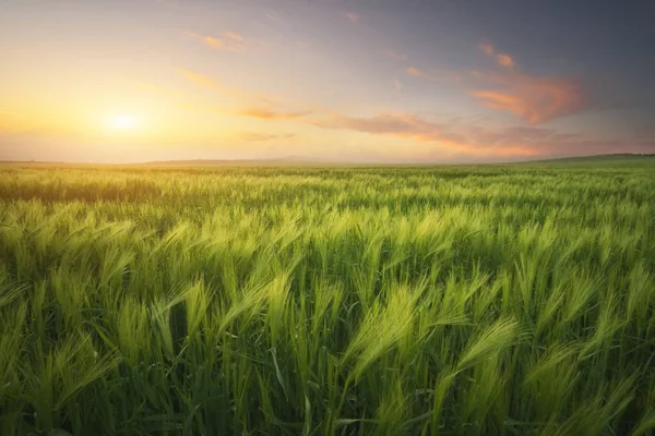 草地上的日落的小麦 自然成分 — 图库照片