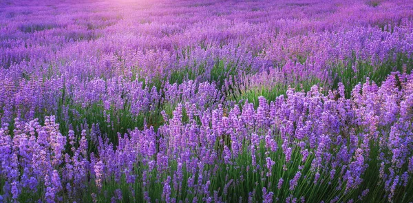 Meadow Lavender Sunrise Nature Landscape Composition — Stock Photo, Image
