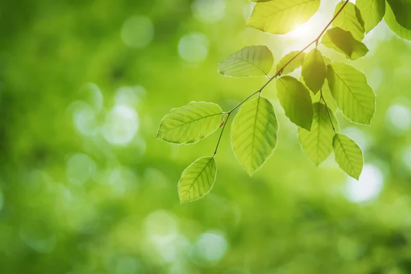 Zielony Świeży Liść Wiosny Gałęzi Pięknym Tłem Bokeh Skład Natury — Zdjęcie stockowe