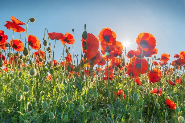 Sky Poppies Field Nature Composition — Stock Photo, Image