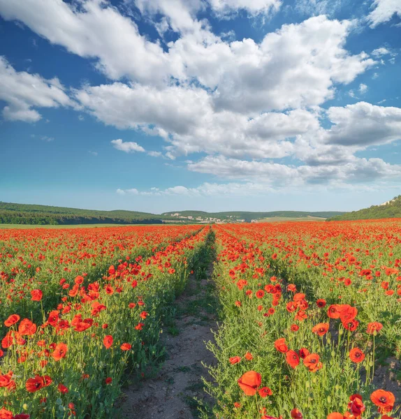 Rows Poppies Flowers Day Agricultural Landscape Nature Composition — Stock Photo, Image