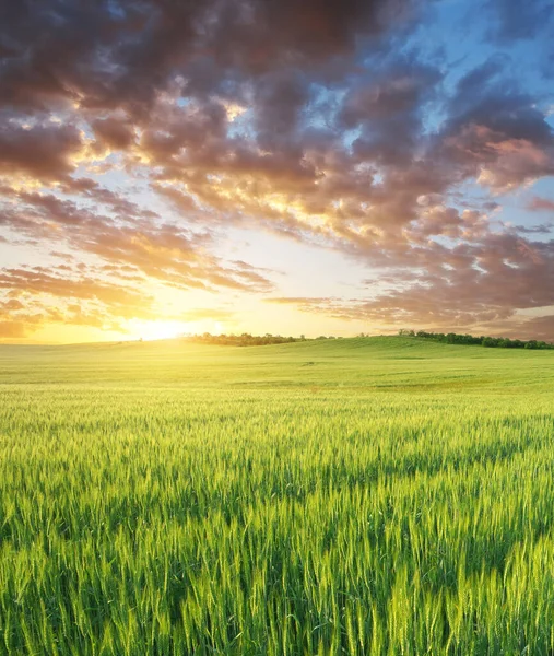 Wiese Aus Grünem Weizen Bei Sonnenuntergang Zusammensetzung Der Natur — Stockfoto
