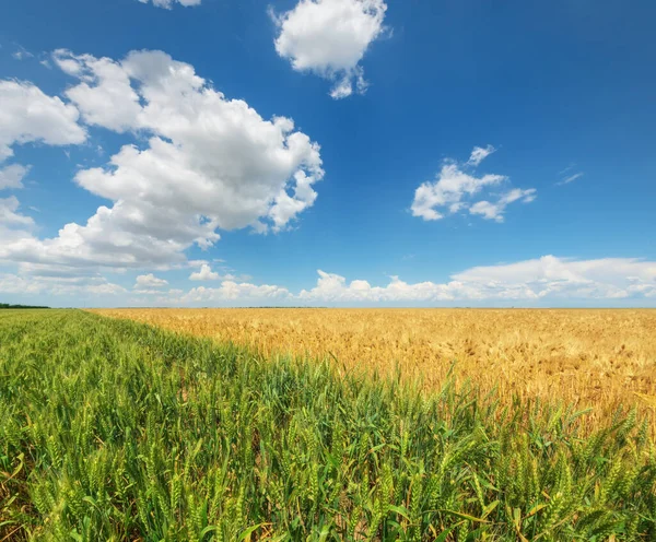 Желтый Зеленый Луг Пшеницы Концептуальная Сельская Природа — стоковое фото