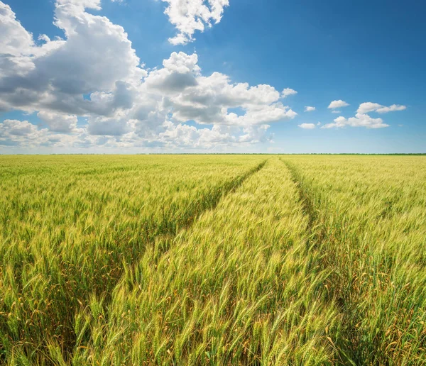 Grüne Weizenwiese Tag Spur Vom Traktor Zusammensetzung Der Natur — Stockfoto