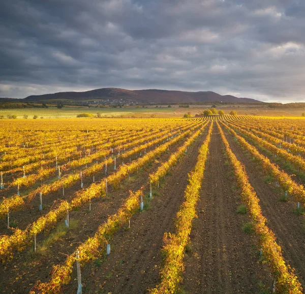 Vineyard Field Sunset Nature Compositin — Stock Photo, Image