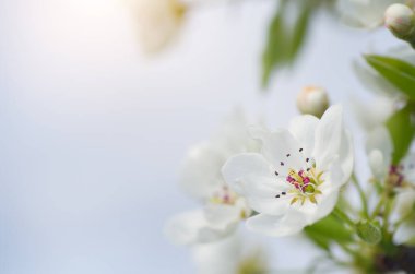 Armut çiçeği ve tomurcuk ağaçta. Doğanın bileşimi.