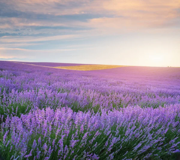 Weide Van Lavendel Bij Zonsondergang Natuur Landschap Samenstelling — Stockfoto