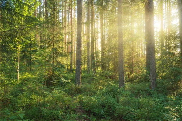 进入阳光灿烂的森林 自然组成 — 图库照片
