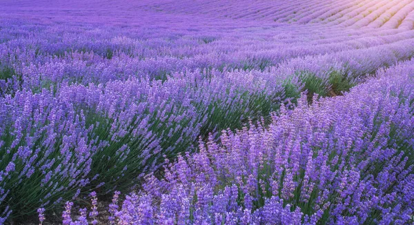 Texture Meadow Lavender Sunset Nature Landscape Composition — Stock Photo, Image