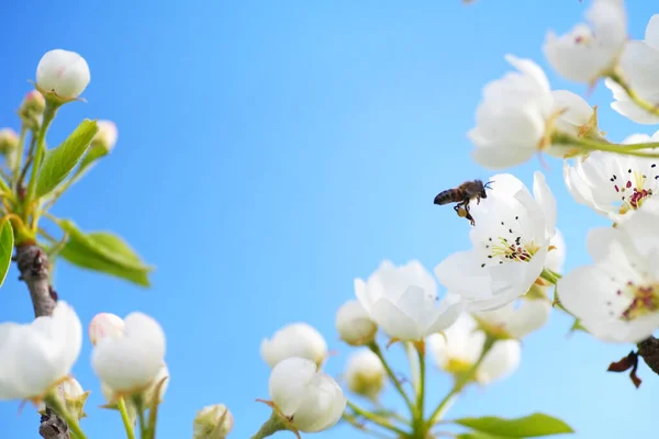 Beyaz Bahar Ağacı Çiçeğinin Üzerindeki Arı Makro Doğa Bileşimi — Stok fotoğraf