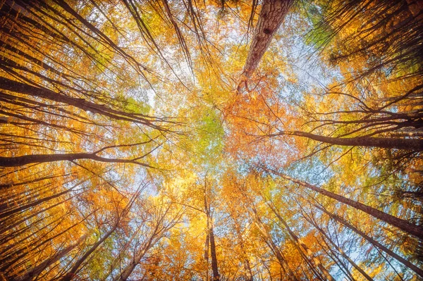 进入秋天的森林 自然组成 — 图库照片