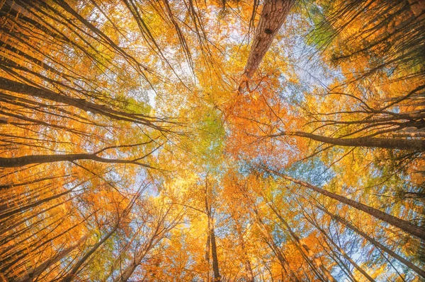 Őszi Erdőbe Természet Összetétele — Stock Fotó