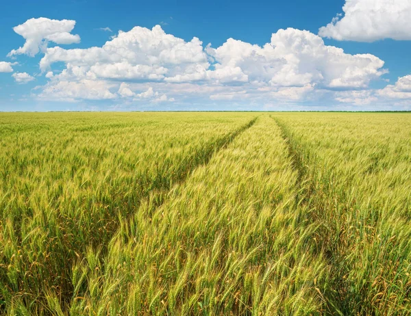 Grüne Weizenwiese Tag Spur Vom Traktor Zusammensetzung Der Natur — Stockfoto