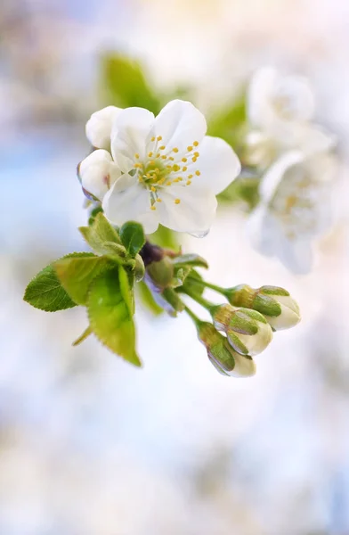 Třešňový Jarní Květ Poupě Stromě Složení Přírody — Stock fotografie
