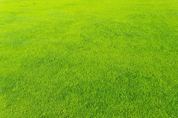 Grünes Gras Hintergrund Textur Gestaltungselement — Stockfoto
