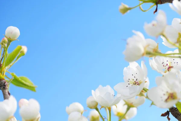 Jarní Květina Poupě Stromě Složení Přírody — Stock fotografie