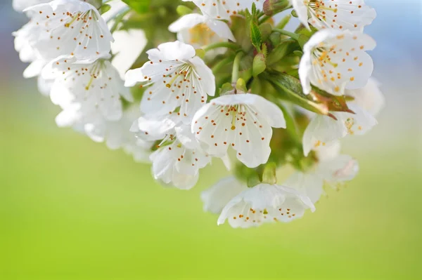 Jarní Květina Poupě Stromě Složení Přírody — Stock fotografie